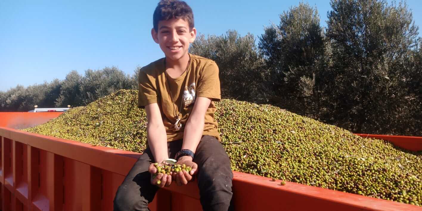 שמן זית עד הבית- קונים גולן